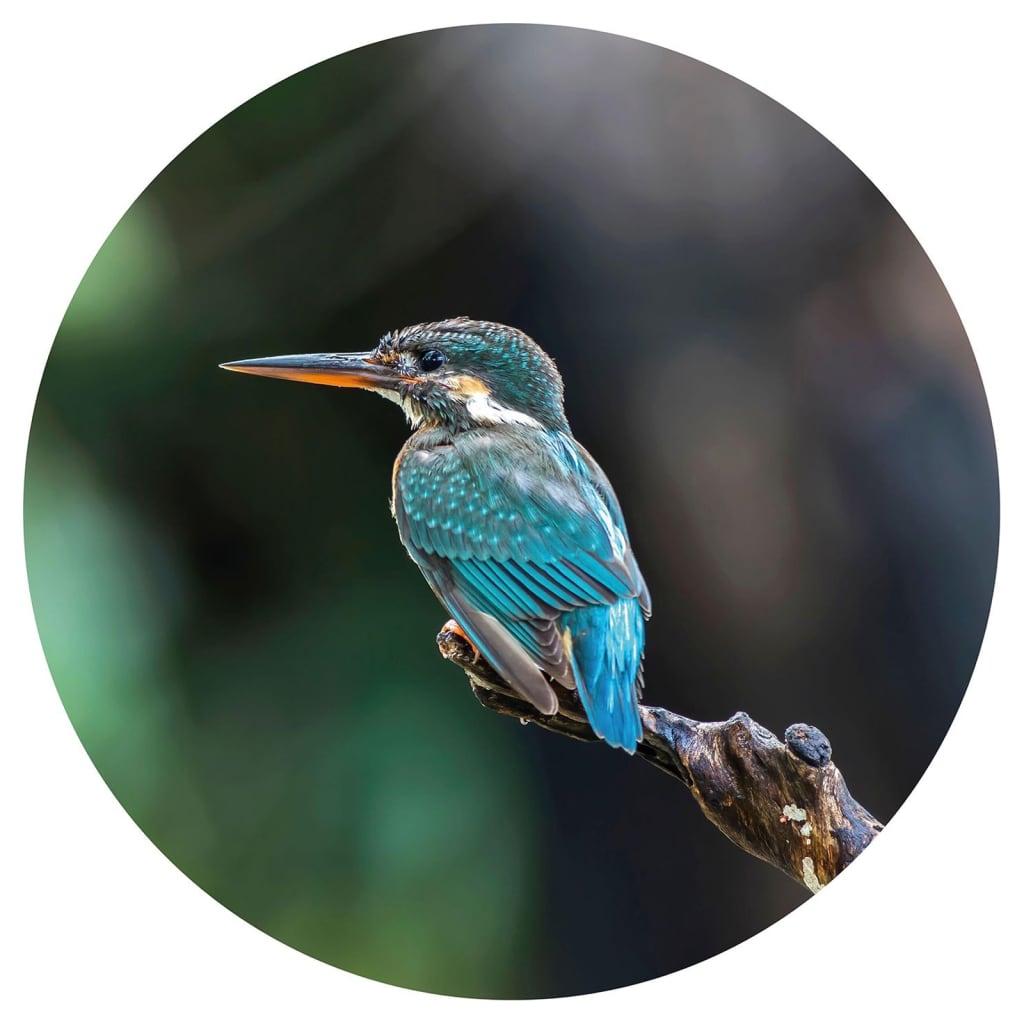 Wallart Wallpaper Circle The Kingfisher 142.5 Cm