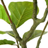 Artificial Ficus Tree 30 Leaves Green
